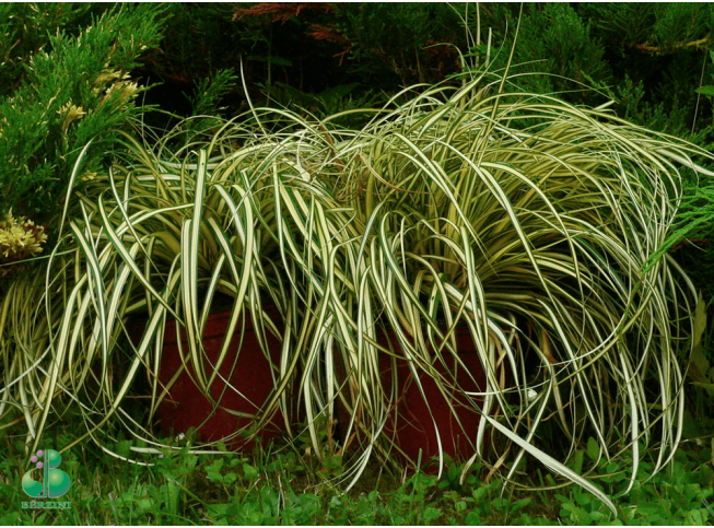 Carex oshimensis   'Evergold'